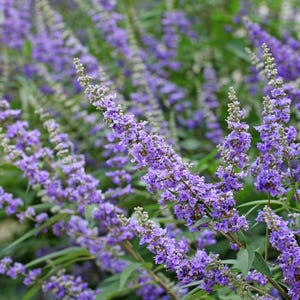 25 CHASTE BERRY TREE Vitex Agnus Castus Monk&#39;s Pepper Purple Fragrant Flower Seeds *Comb S/H