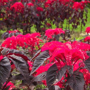 100 Tricolor EARLY SPLENDOR AMARANTHUS Hypochondricus Flower Seeds ...