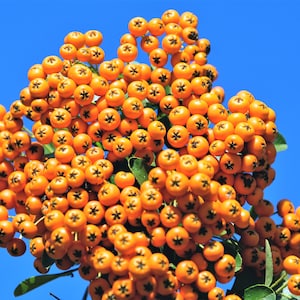 100 SEABERRY Sea Buckthorn Elaeagnus Hippophae Rhamnoides Orange Berry Fruit Shrub Yellow Flower Silver Foliage Seeds