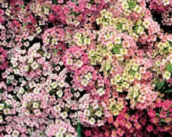 500 Sweet ALYSSUM PASTEL CARPET Mix Lobularia Maritima Flower Seeds *Flat Shipping