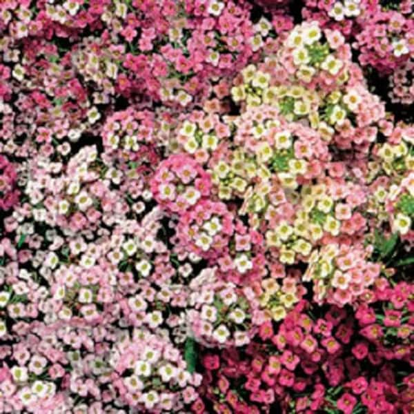 500 süße ALYSSUM PASTEL CARPET Mix Lobularia Maritima Blumensamen * Flat Versand