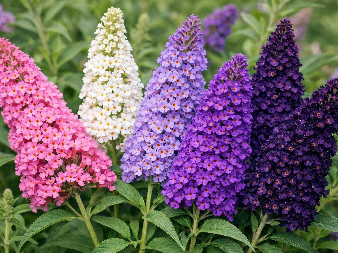 100 MIXED Colors BUTTERFLY BUSH Buddleja Davidii Flower Shrub Seeds - Etsy