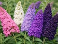 100 MIXED Colors BUTTERFLY BUSH Buddleja Davidii Flower Shrub Seeds