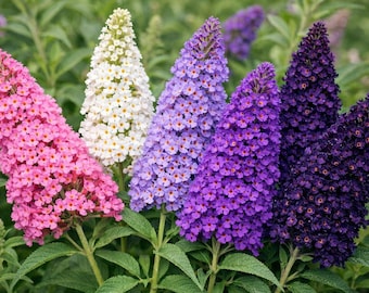 100 MIXED Colors BUTTERFLY BUSH Buddleja Davidii Flower Shrub Seeds