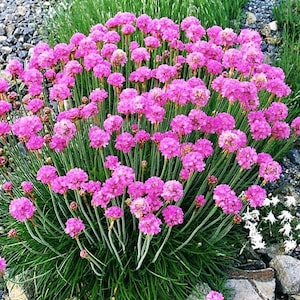 50 SEA THRIFT Armeria Maritima California Sea Pink Cliff Rose Cojín Rosa Lavanda Nativa Semillas de Flores Marítimas
