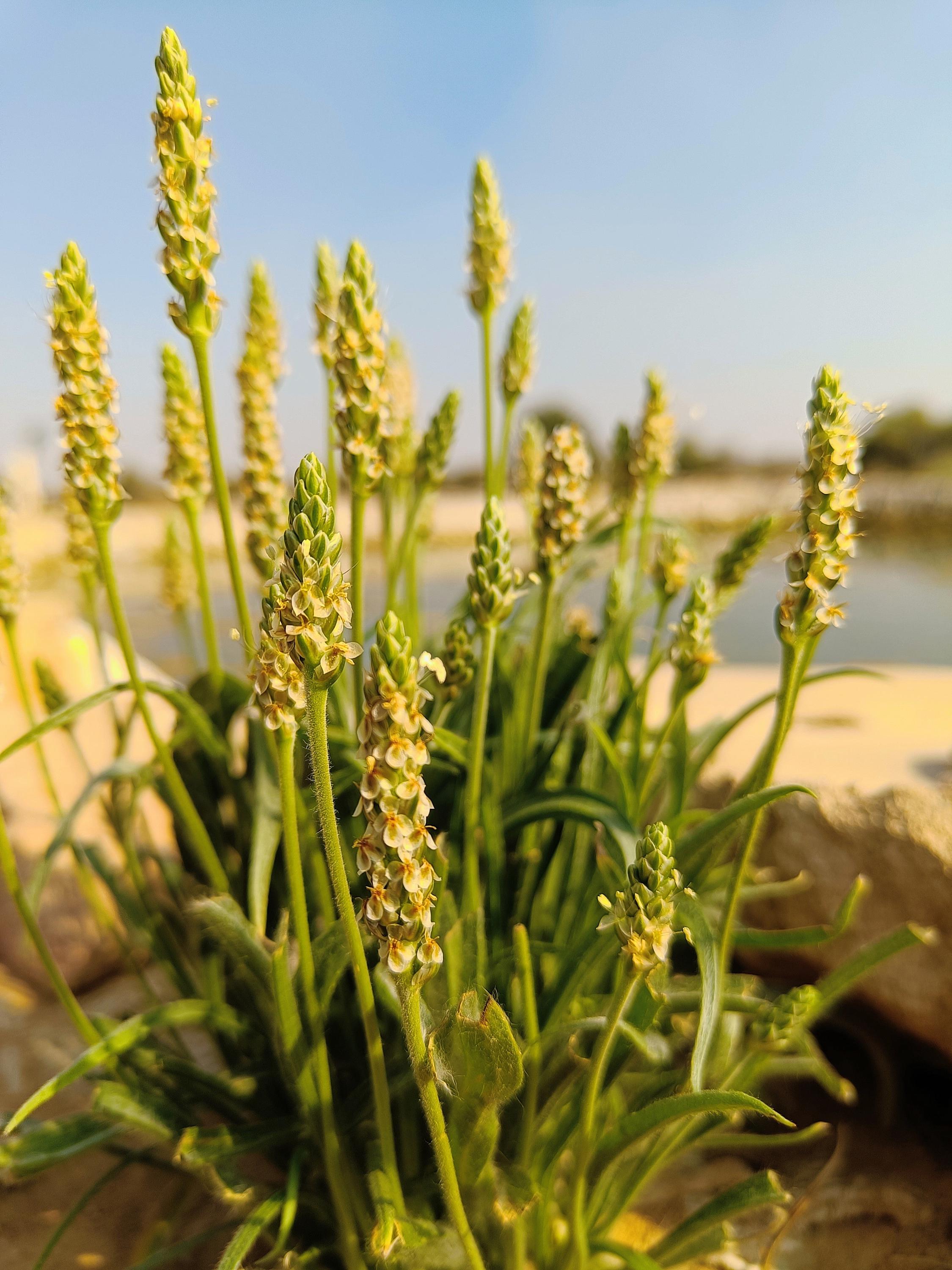 1000 Organic PSYLLIUM Plantago Ovata Plantain Herb Flower Seeds * Flat  Shipping - Etsy