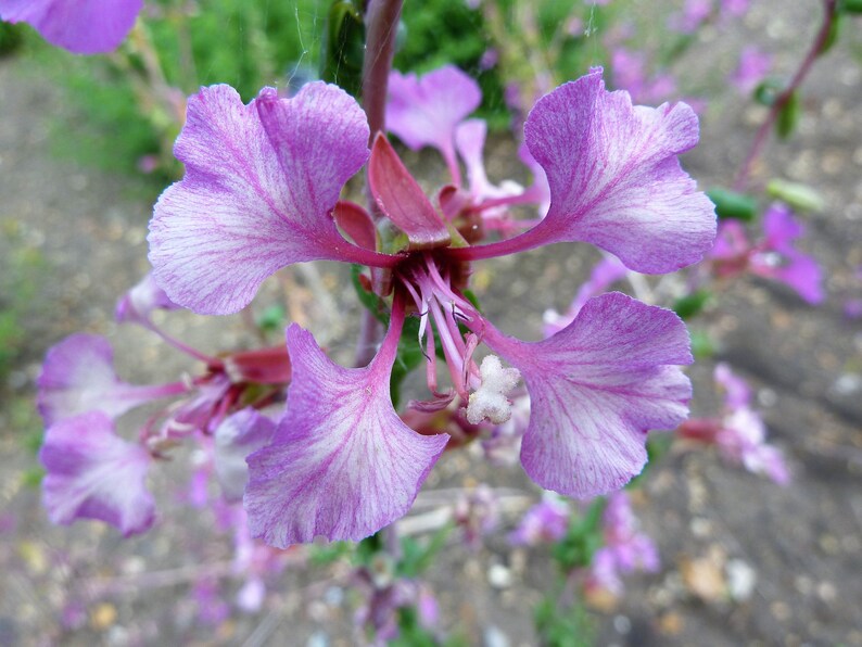 500 MIXED ELEGANT CLARKIA Mountain Garland Elegans Pink