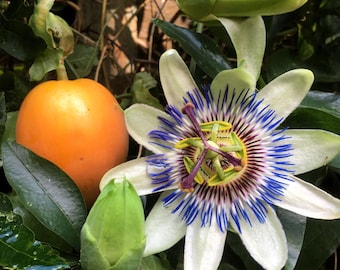 10 Blue Crown PASSION FLOWER / Passion FRUIT Passiflora Caerulea Fruit Flower Vine Seeds