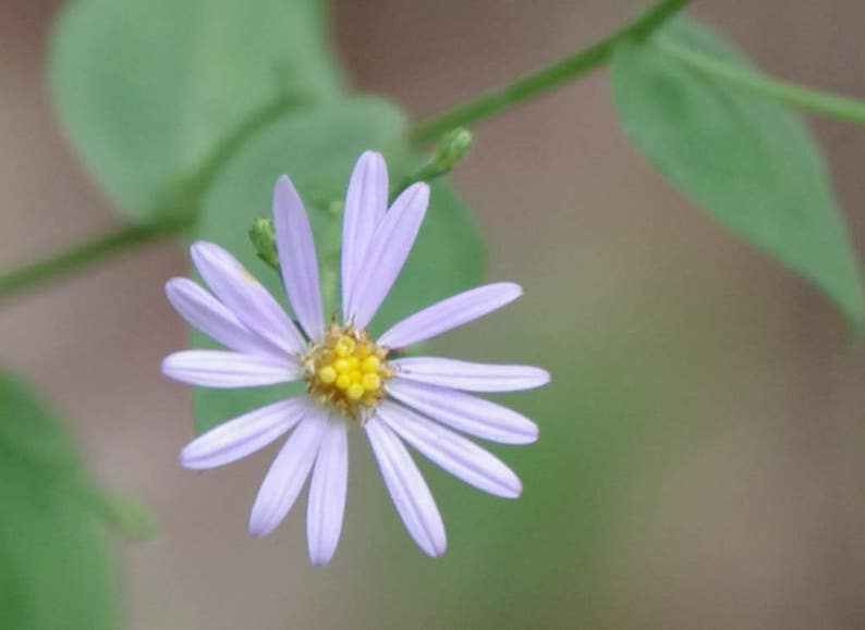 100 HEART LEAVED ASTER Cordifolius Blue Wood Aster Flower
