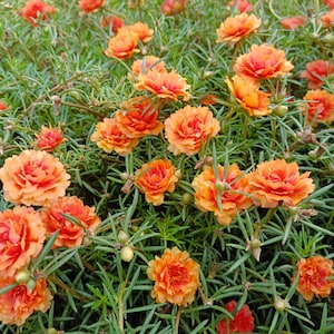 100 Orange PORTULACA MOSS ROSE Portulaca Grandiflora Succulent Flower Seeds *Comb S/H