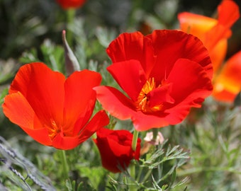 100 RED CALIFORNIA POPPY Eschscholzia Californica Native Flower Seeds