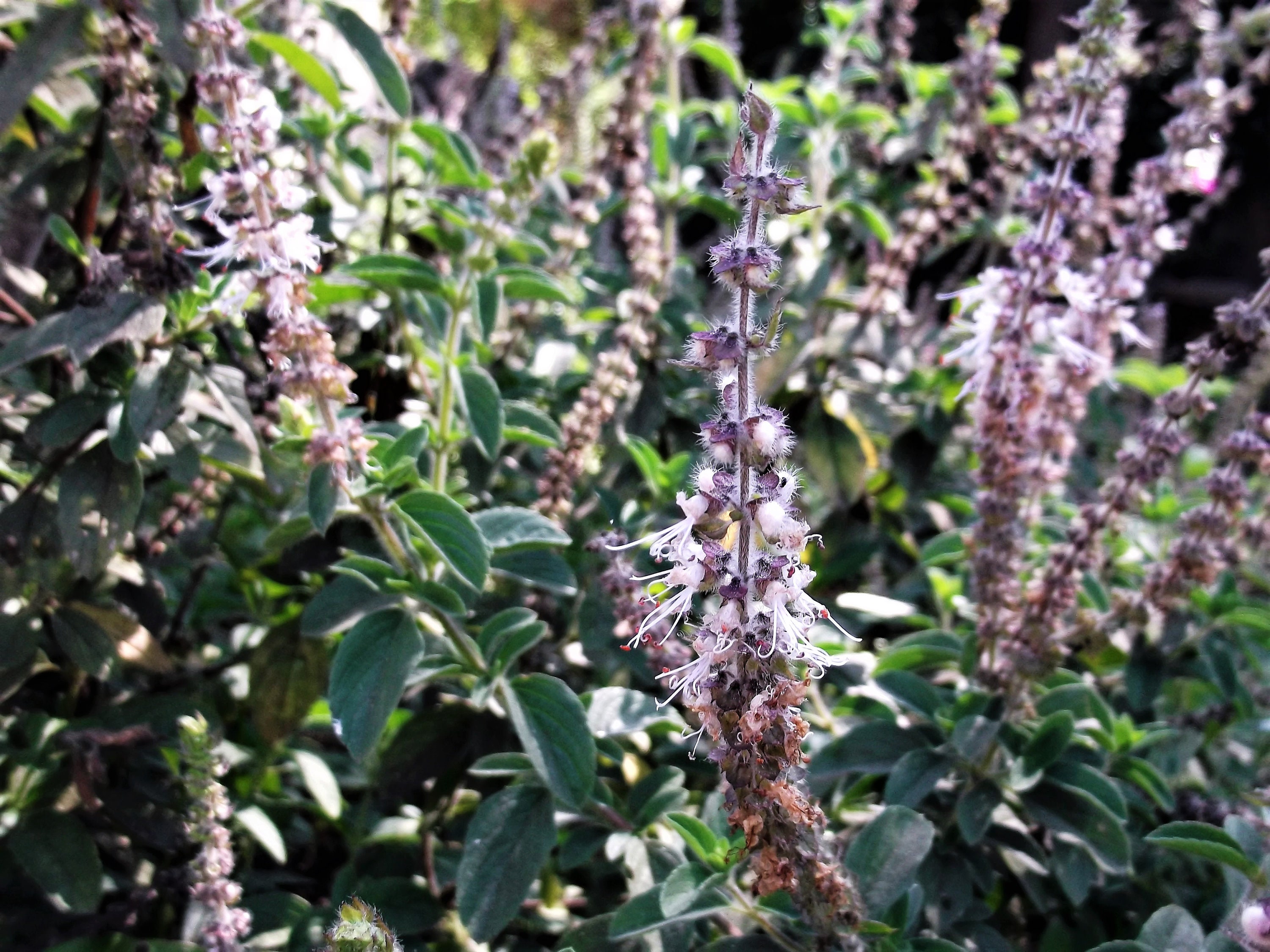 10 Java INDIAN PATCHOULI Pogostemon Heyneanus Herb Shrub