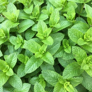 500 SPEARMINT (English Mint) Mentha Spicata Herb Flower Seeds