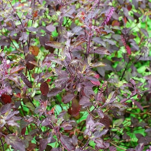 200 Purple Krishna Tulsi HOLY BASIL Ocimum Sanctum Tenuiflorum Herb Flower Seeds