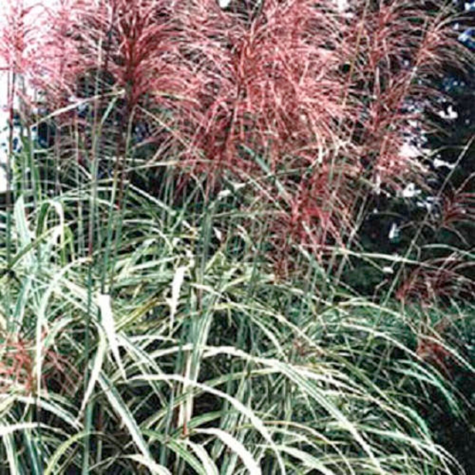 10 RED MAIDEN GRASS Miscanthus Sinensis Plumes Ornamental - Etsy