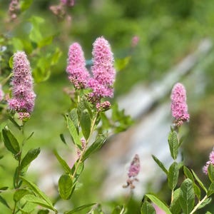50 Pink STEEPLEBUSH Hardhack Meadow Sweet Spirea Spiraea Tomentosa Shrub Flower Seeds
