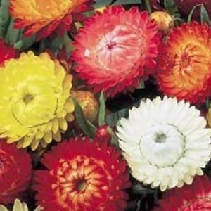 100 TALL Double MIXED Colors STRAWFLOWER Helichrysum Monstrosum Flower Seeds