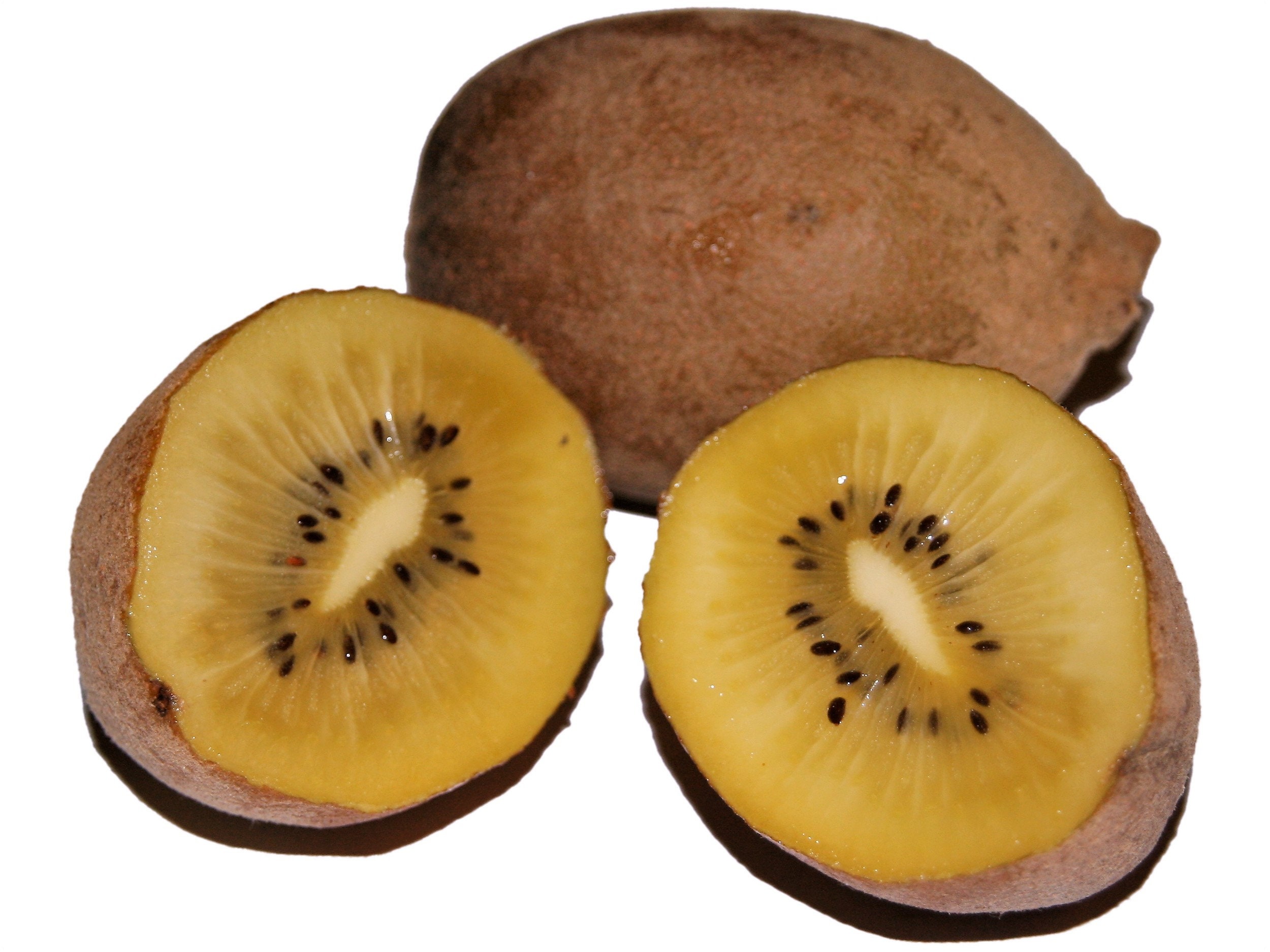 50 GOLDEN KIWI FRUIT Yellow Actinidia Chinensis Kiwifruit Etsy