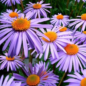 100 Purple NEW ENGLAND ASTER (Michaelmas Daisy) Aster Novae var Angliae Flower Seeds