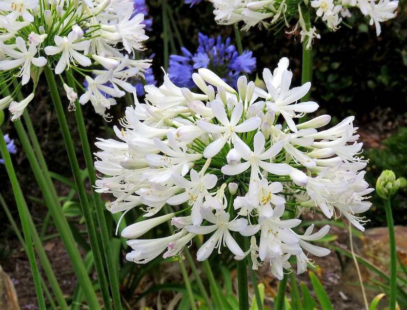 25 WHITE LILY of the NILE Agapanthus Orientalis African Lily Etsy
