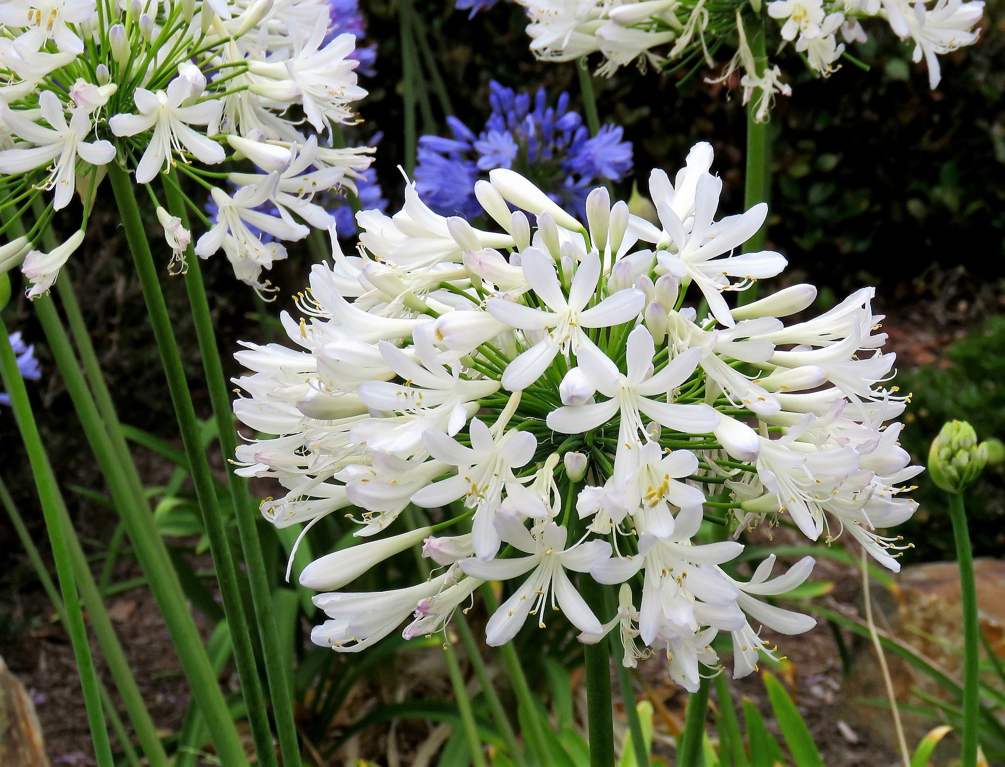 25 WHITE LILY of the NILE Agapanthus Orientalis African Lily Flower