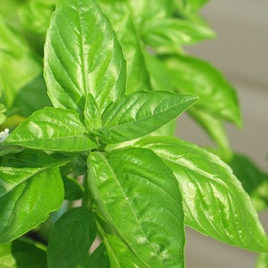 150 LIME BASIL Ocimum Basilicum HERB Flower Seeds