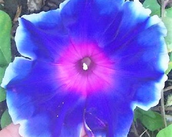 50 Mixed JAPANESE MORNING GLORY Ipomoea Nil Flower Vine Color Mix Bicolor Tricolor Blue Red White Pink Purple Violet Seeds * Flat Shipping