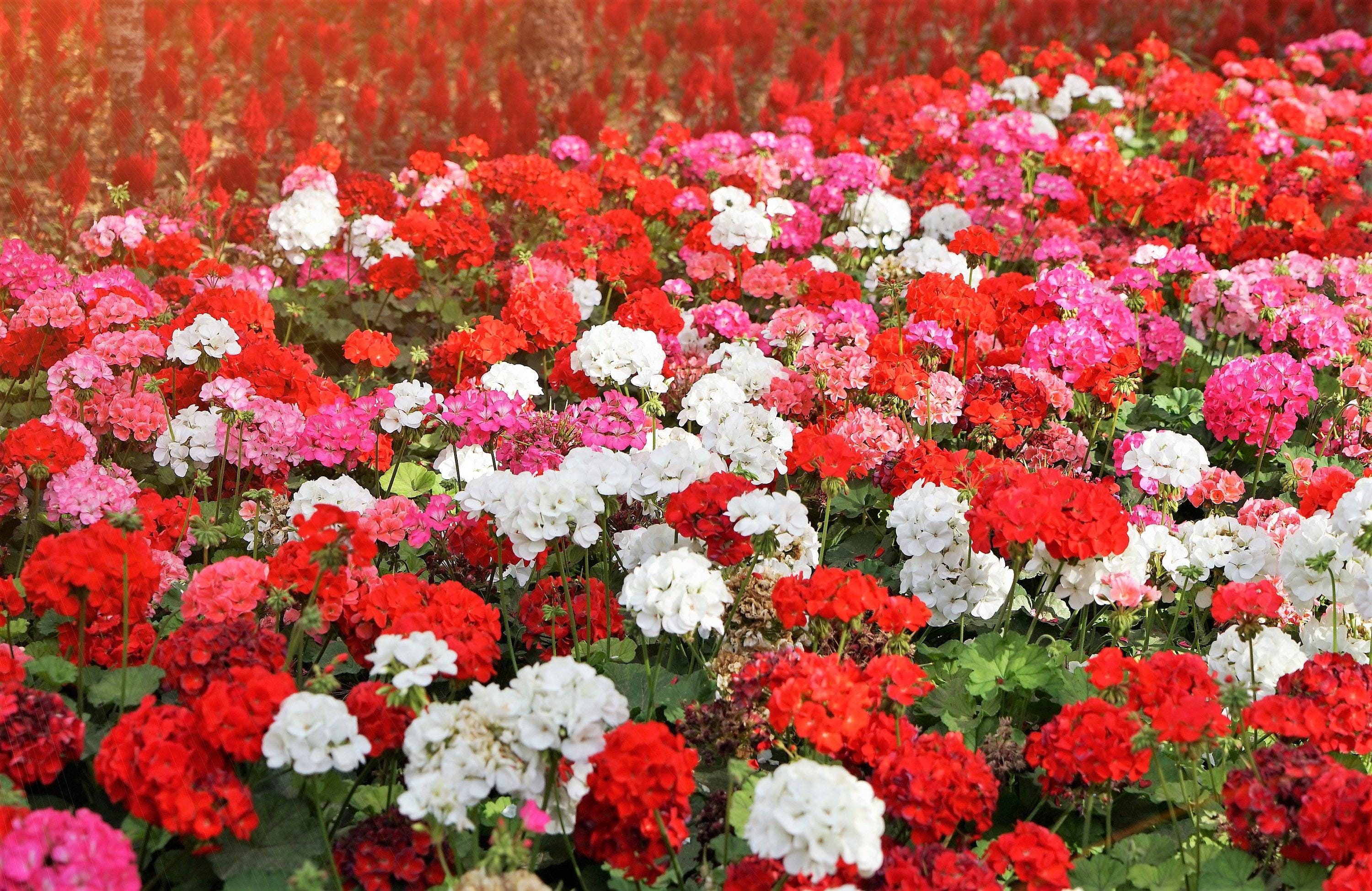 10 MIXED COLORS GERANIUM Pelargonium Zonale Pink, Purple, White, Red ...