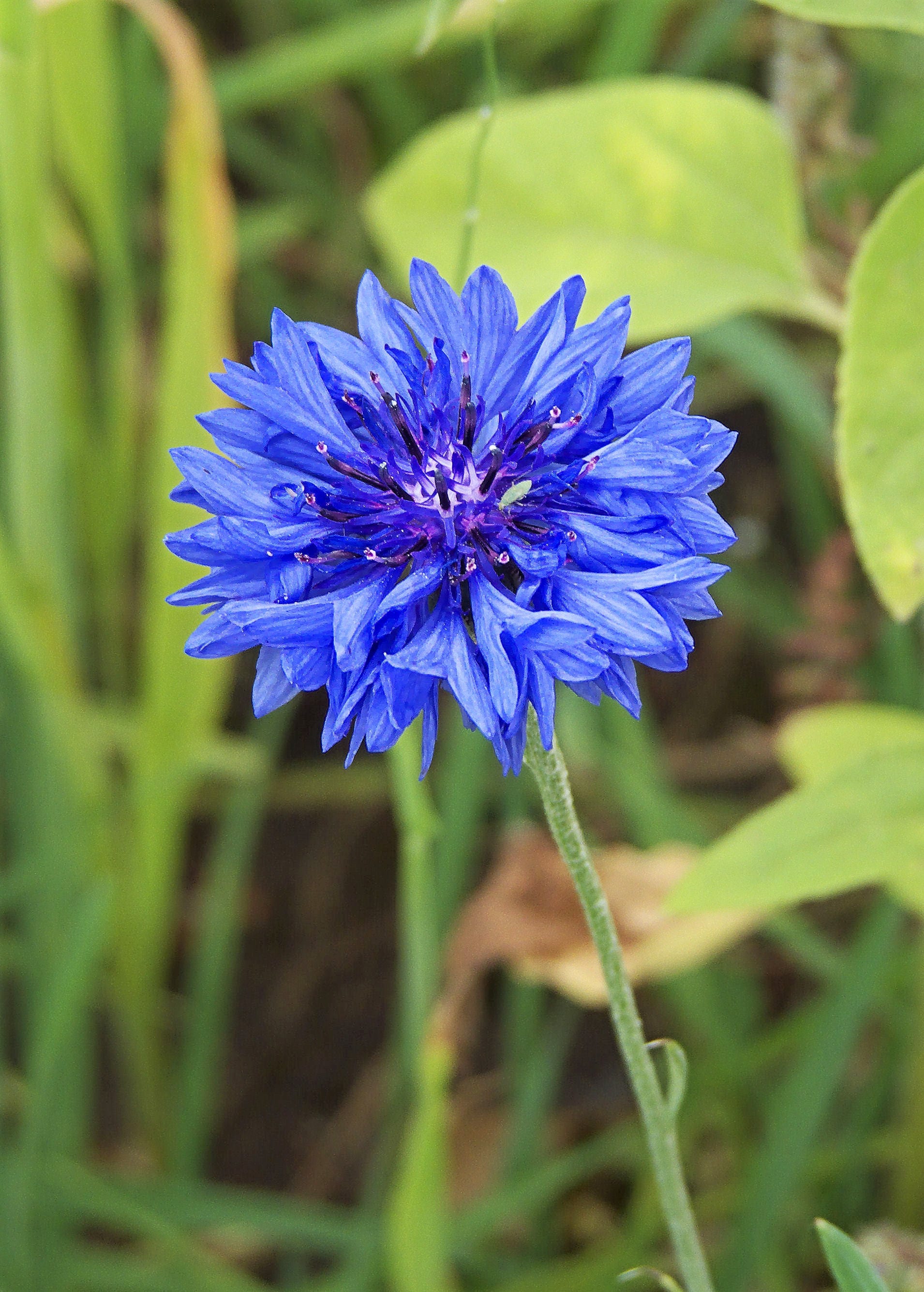 1000 Tall Blue BACHELOR'S BUTTON / CORNFLOWER Centaurea