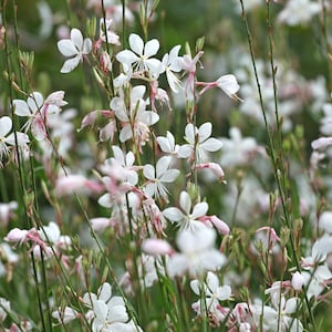 Gaura Plants - Etsy