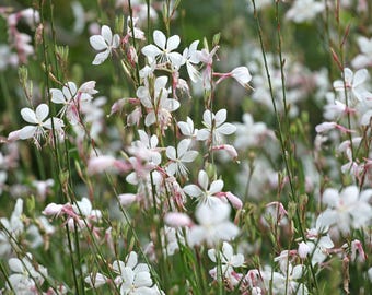 100 White GAURA WHIRLING BUTTERFLIES Gaura Lindheimeri Flower Seeds