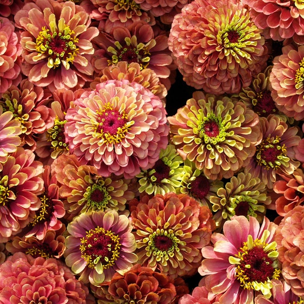 20 Organic QUEENY LIME Mix ZINNIA Elegans Mixed Colors Red Orange Yellow Pink Green Queen Flower Seeds