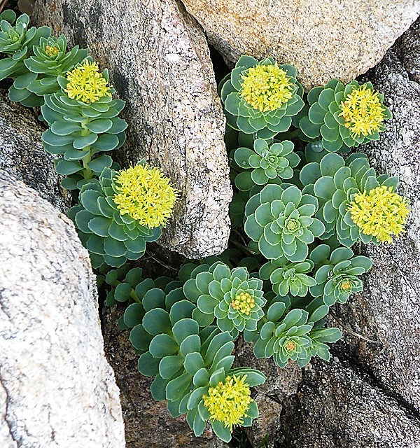 25 Roseroot Stonecrop Golden Rose Root Sedum Rhodiola Rosea Yellow Succulent Flower Seeds