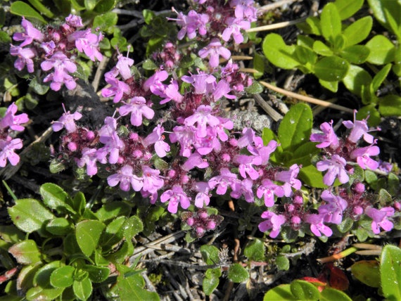 500 Seeds Seeds Thymus pulegioides