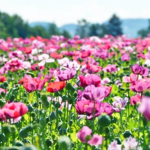 250 AFGHAN Blue POPPY Mixed Colors Papaver Somniferum Pink Purple White Flower Seeds *Flat Shipping