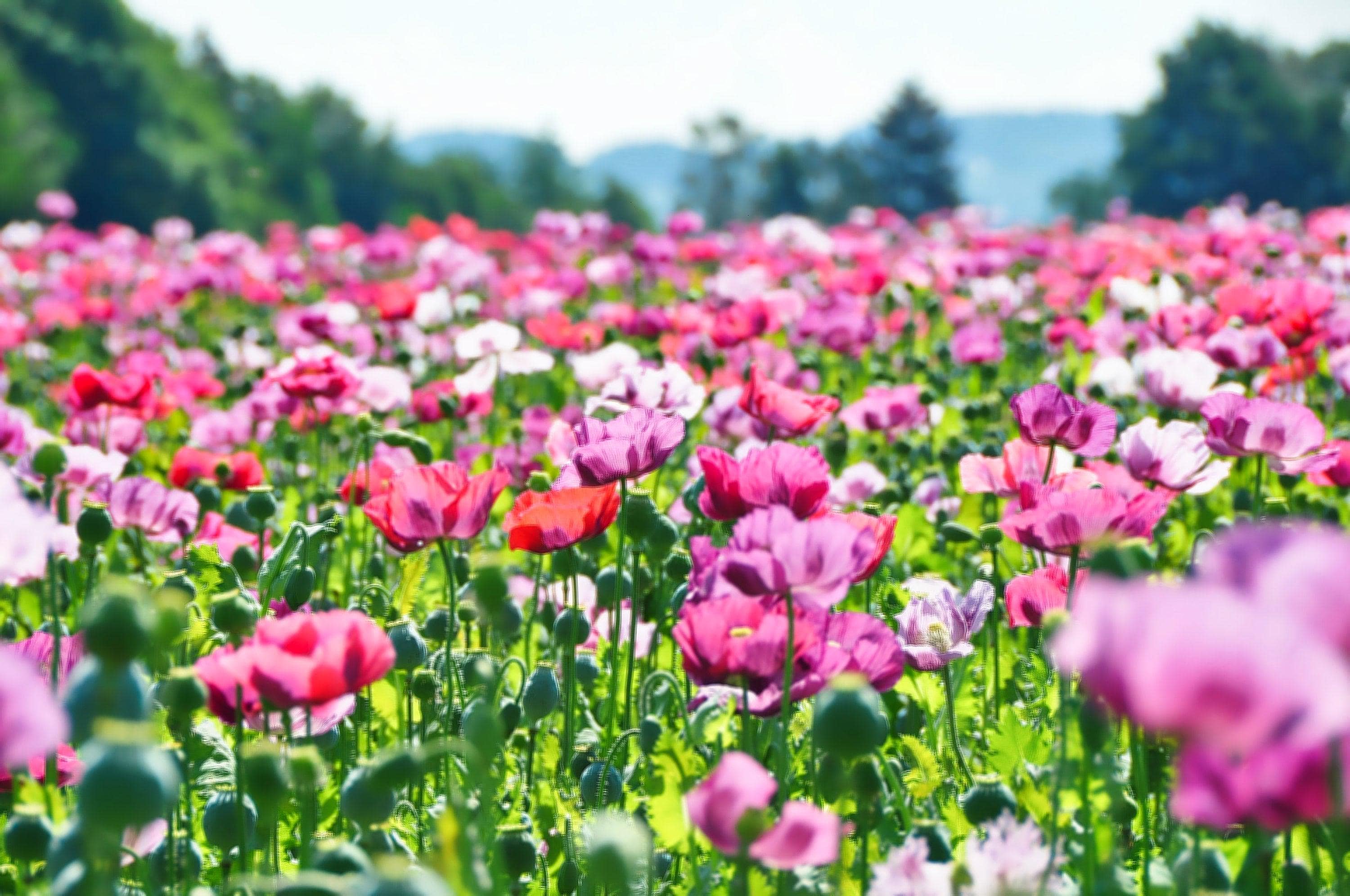 250 AFGHAN Blue POPPY Mixed Colors Papaver Somniferum Pink Purple White Flower Seeds *Flat Shipping