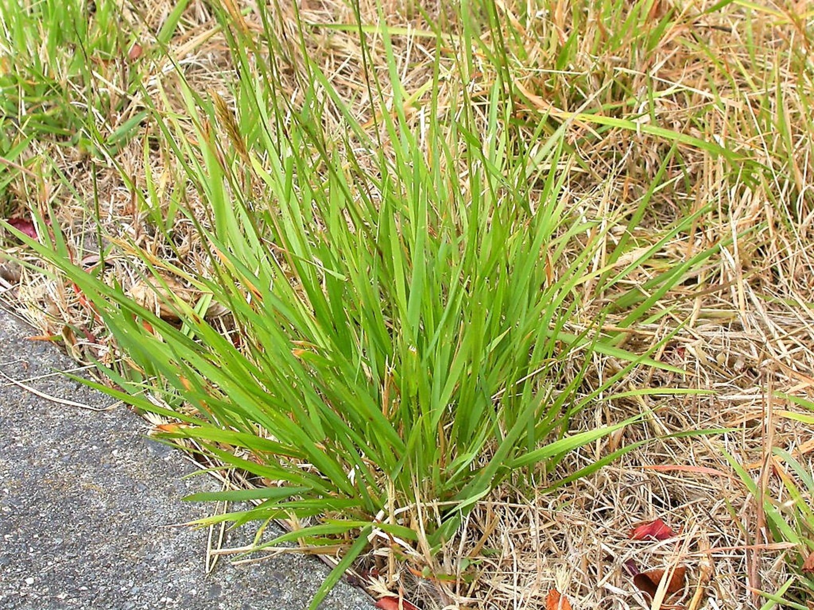 150 SWEET VERNAL GRASS Sweet Grass Vanilla Grass Anthoxanthum Etsy
