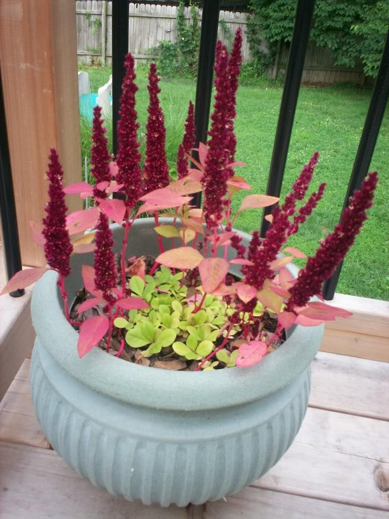 150 AMARANTHUS PYGMY TORCH (Prince of Wales Feather