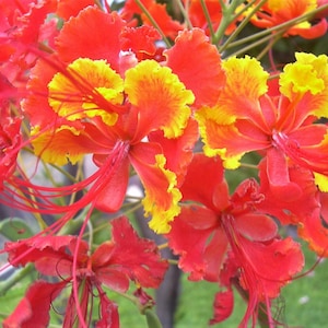 10 RED BIRD Of PARADISE Caesalpinia Pulcherrima aka Pride of Barbados, Dwarf Poinciana, Peacock Flower Seeds