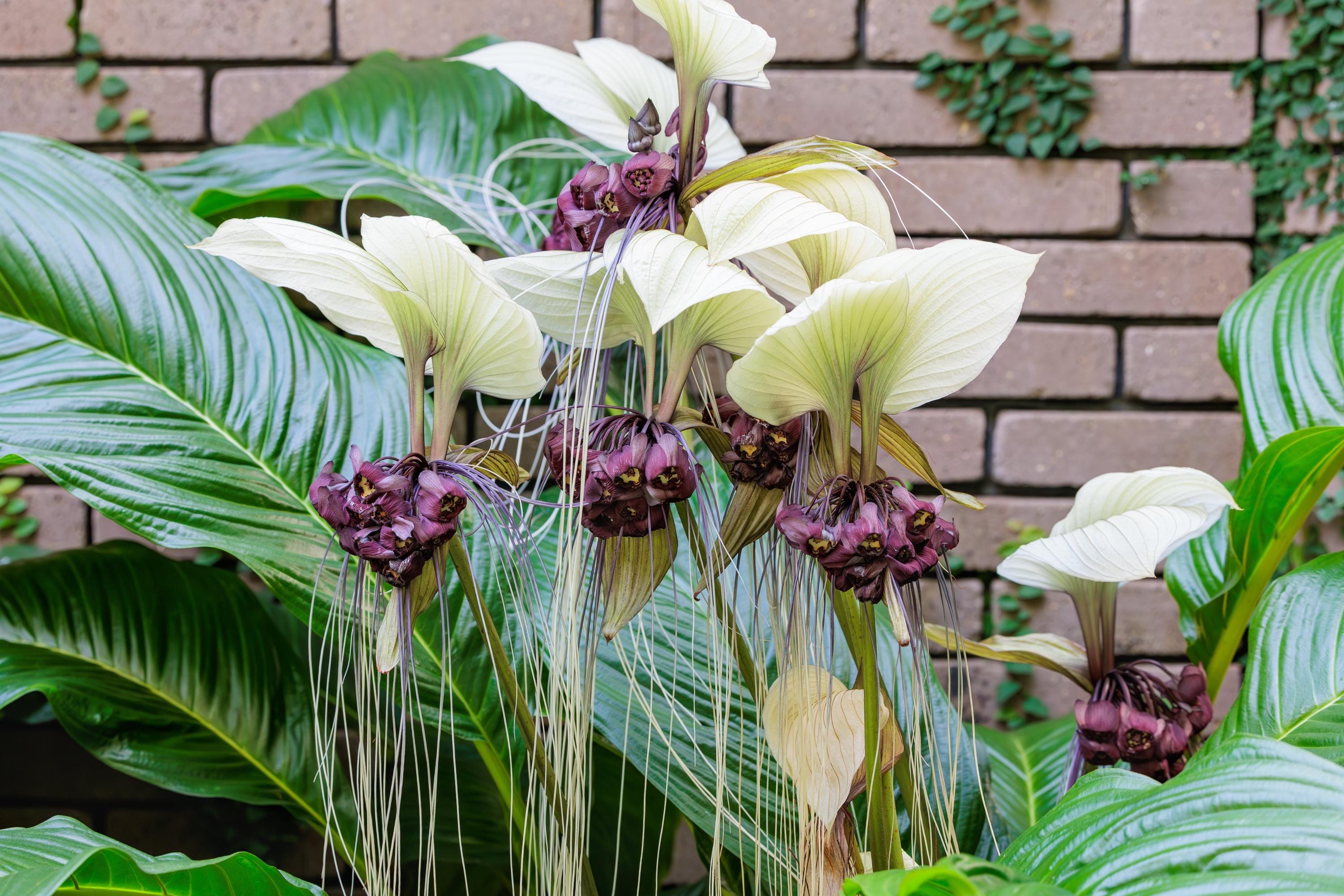 Tacca integrifolia - Etsy 日本