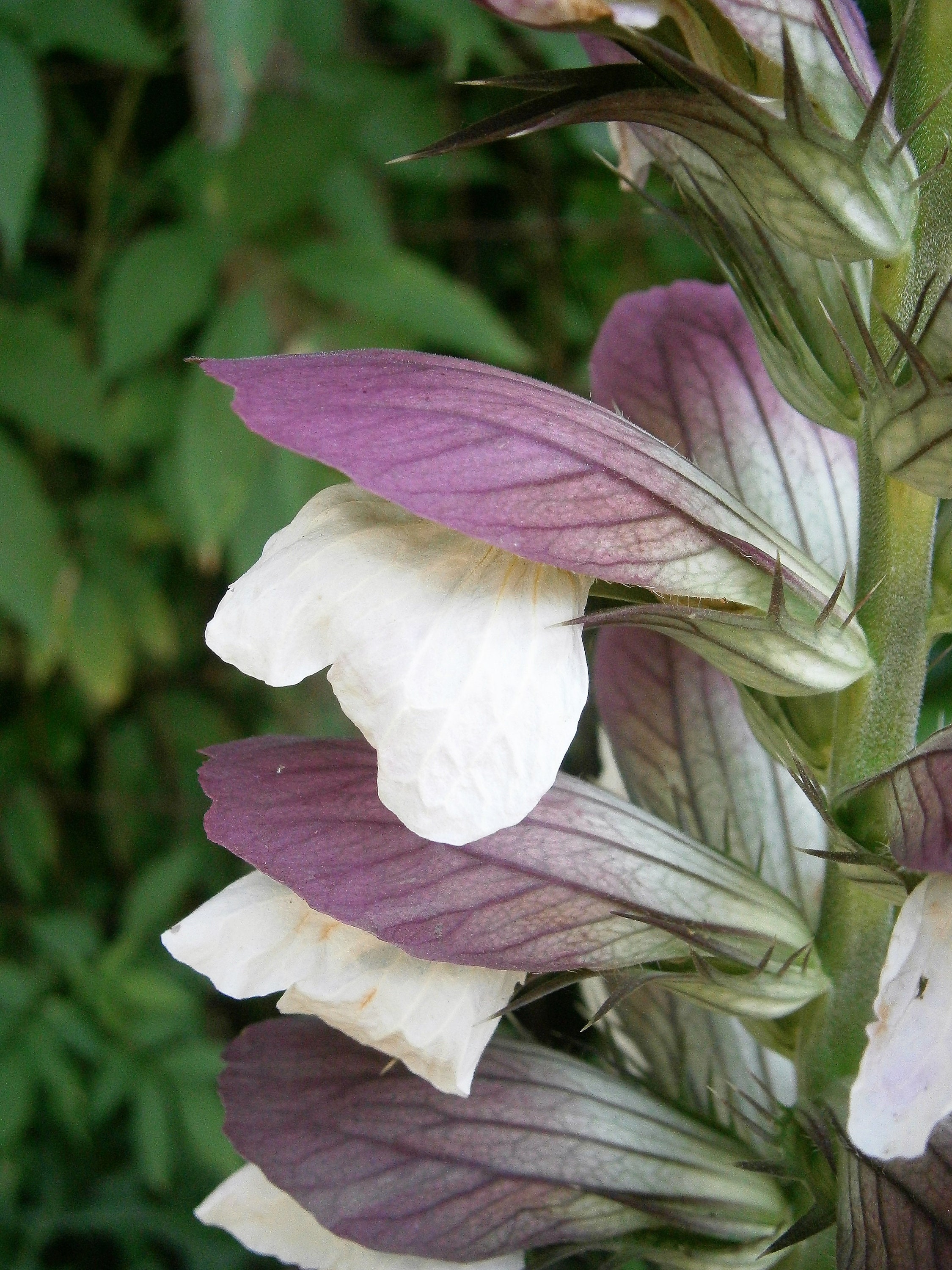 10 Spiny BEAR�S BREECHES Oyster Plant Acanthus Spinosus
