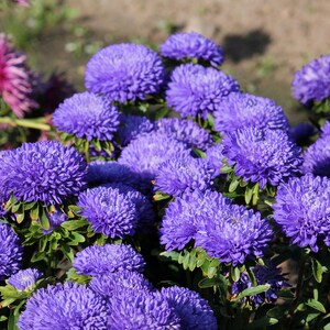 30 Duchess DARK BLUE PAEONY Aster French Peony Callistephus Flower Seeds *Flat Shipping