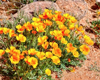 1000 DWARF Yellow CALIFORNIA Tufted POPPY Eschscholzia Caespitosa Flower Seeds