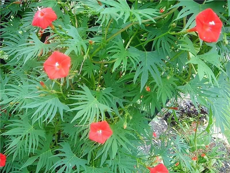 30 CARDINAL CLIMBER VINE Red Flower Seeds Ipomea Quamoclit - Etsy
