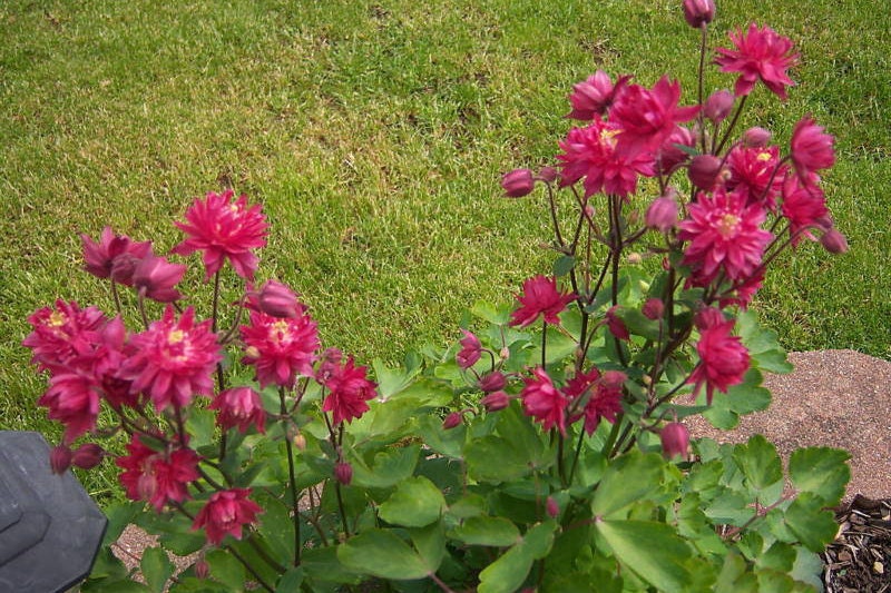 50 Clementine RED DOUBLE COLUMBINE Aquilegia Vulgaris Flower Etsy