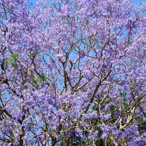 25 BLUE JACARANDA TREE Fern Tree / Brazilian Rose Wood / Green Ebony Jacaranda Mimosifolia Seeds image 4