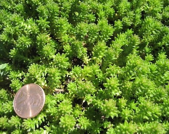 25 Spanish STONECROP / SEDUM HISPANICUM Groundcover Flower Seeds *Flat Shipping