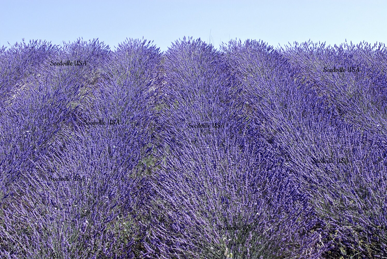 500 True ENGLISH LAVENDER VERA Lavandula Angustifolia Vera Etsy New
