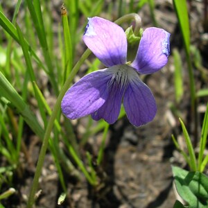 100 PRAIRIE VIOLET PURPLE Viola Pedatifida Palmata Flower Seeds image 3