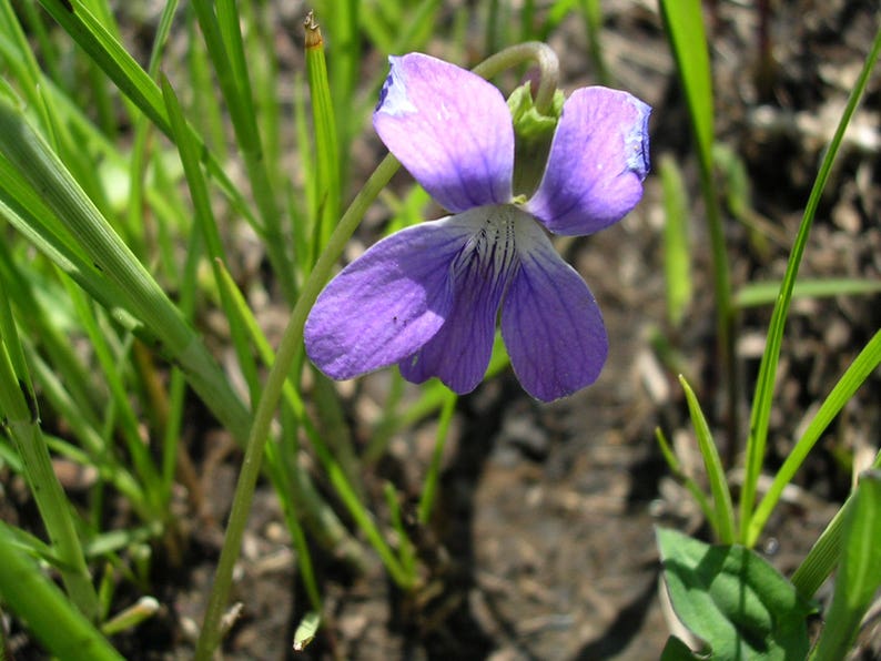 100 PRAIRIE VIOLET PURPLE Viola Pedatifida Palmata Flower Seeds image 3